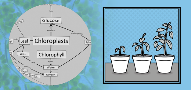 Diagram of photosynthesis process and a plant in three phases of growth.